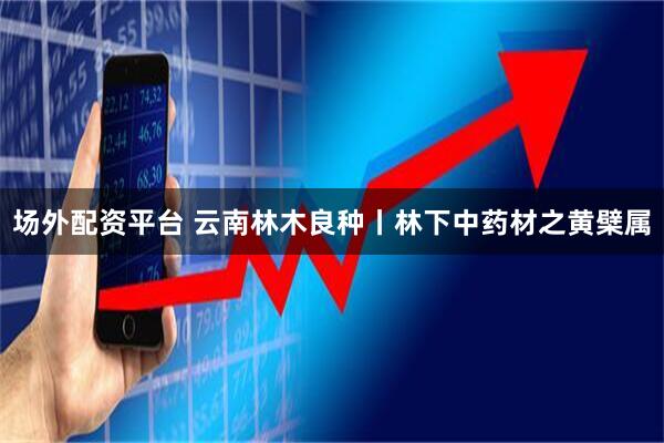 场外配资平台 云南林木良种丨林下中药材之黄檗属
